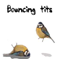Funny tits bouncing picture